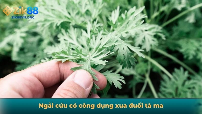 Ngải cứu có công dụng xua đuổi tà ma